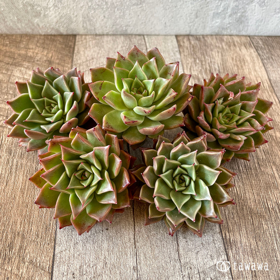 New Arrivals: Ice Green