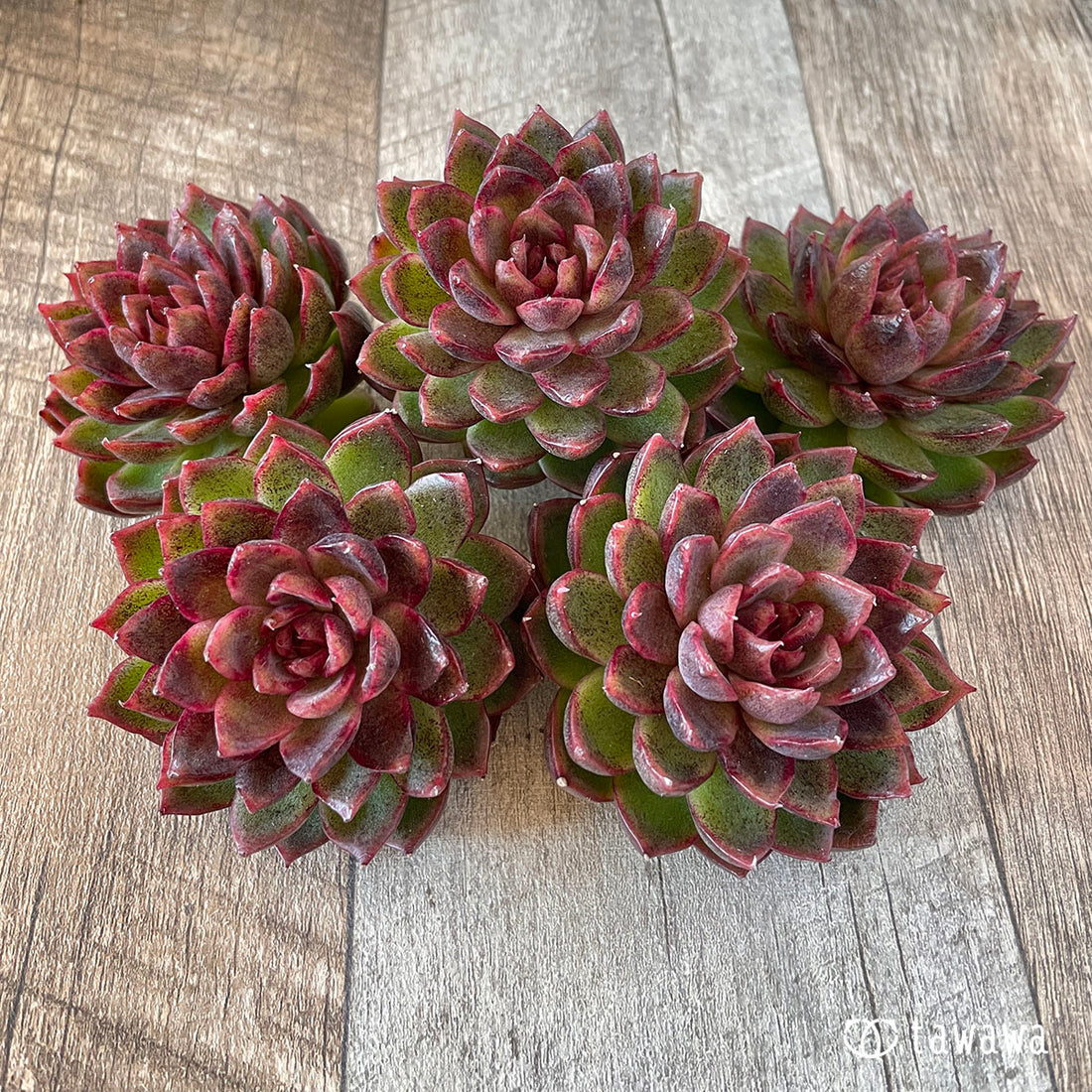 New Arrival* Cubic Frost