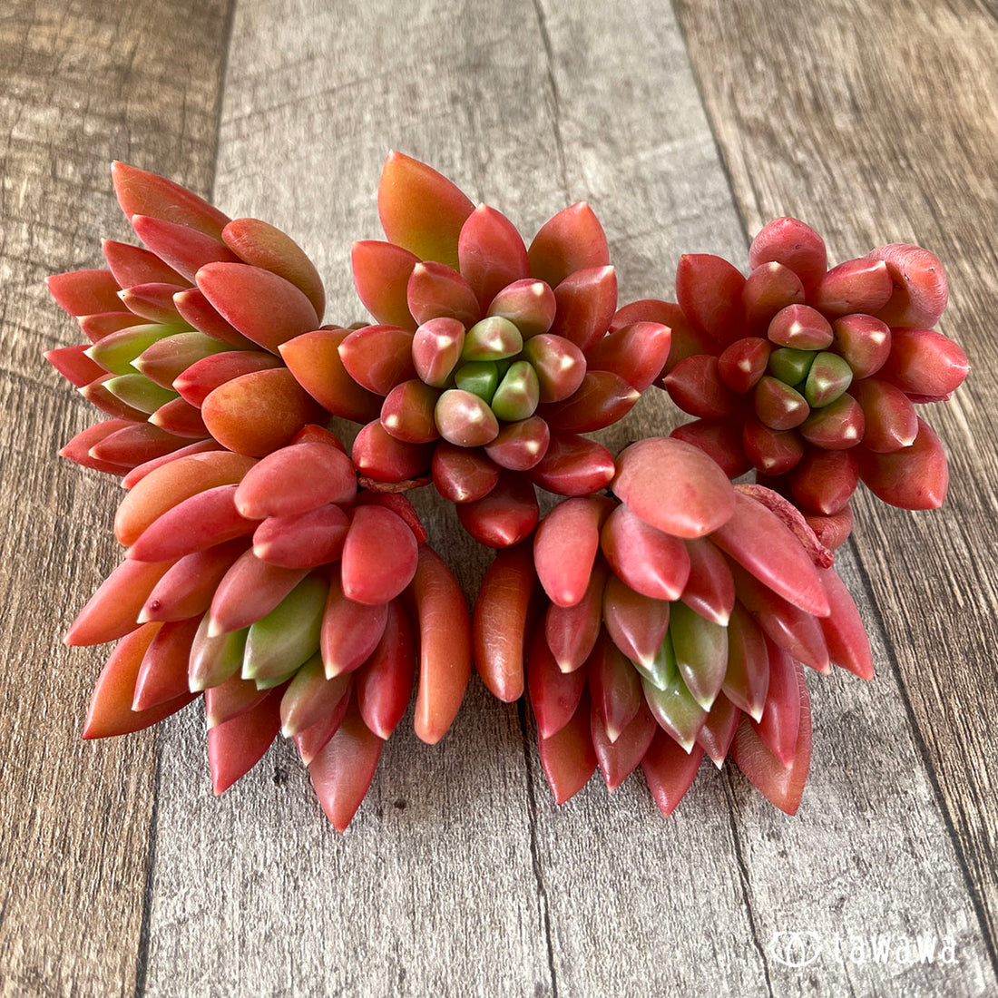 New Arrivals: Ice Green