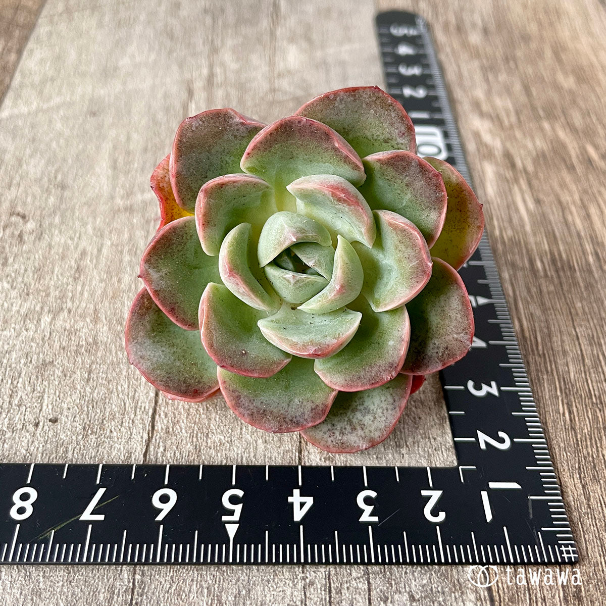 New Arrival* Cubic Frost