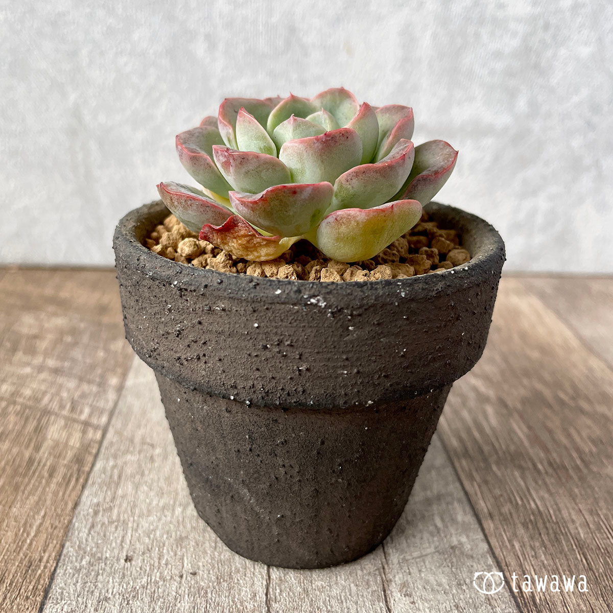 New Arrival* Cubic Frost