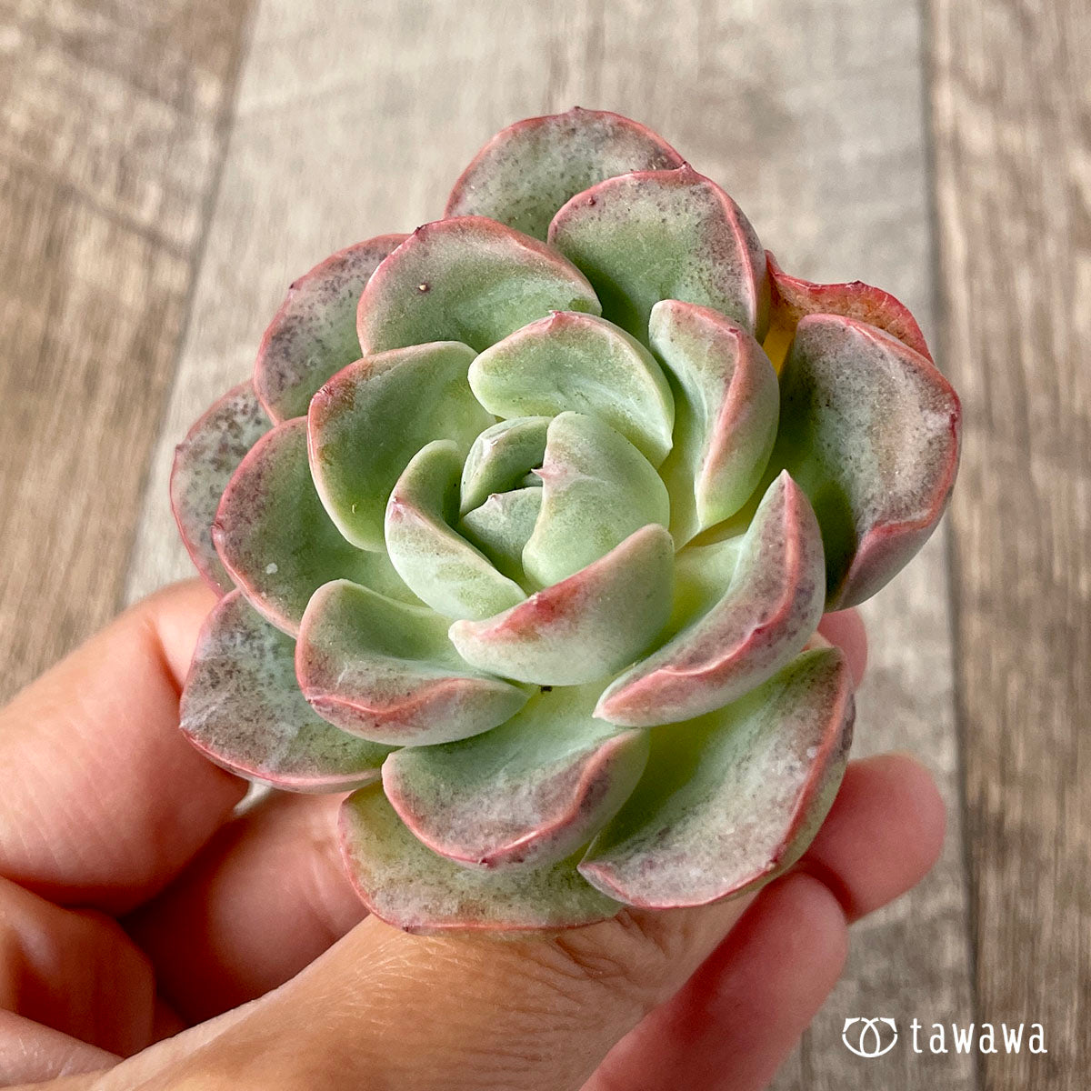 New Arrival* Cubic Frost