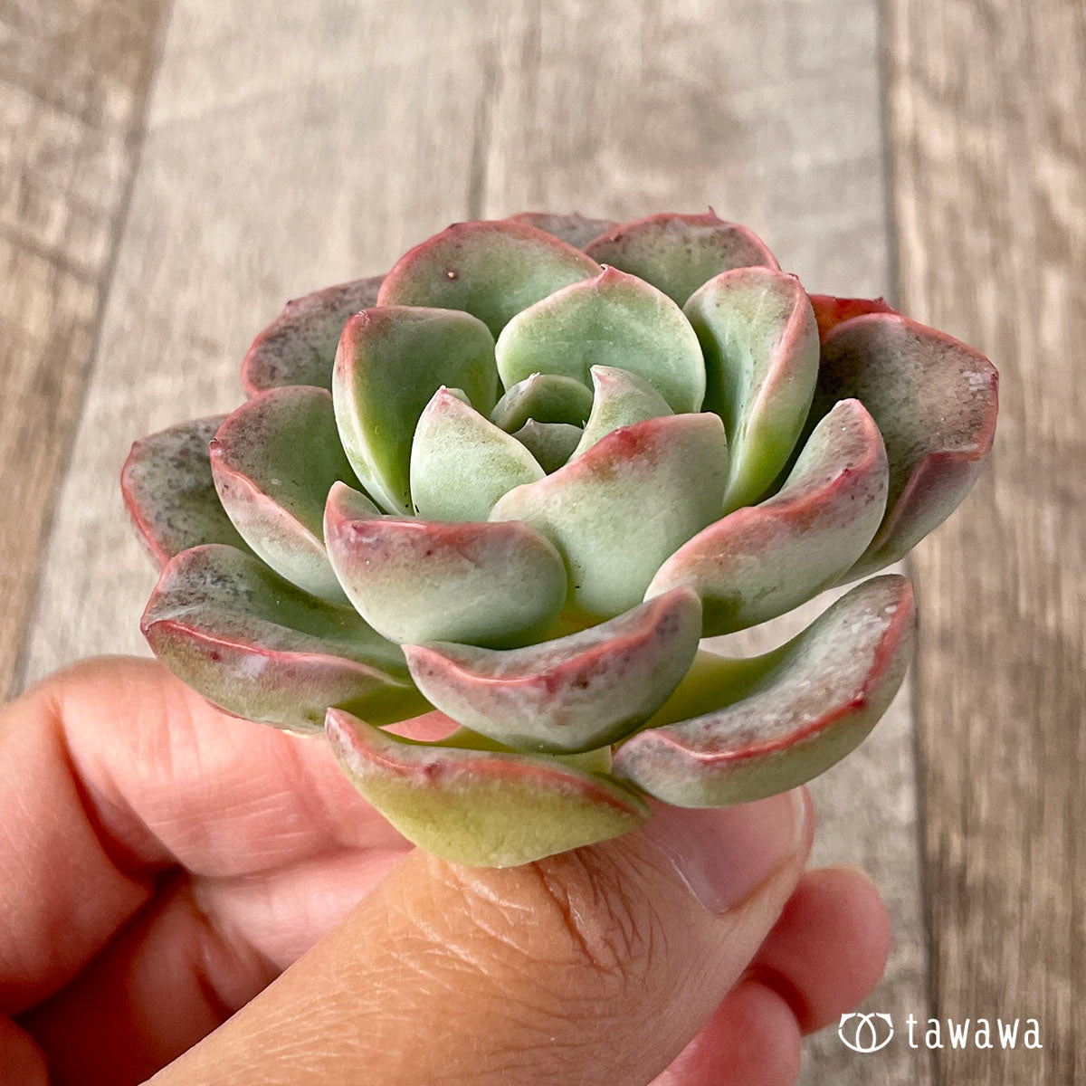 New Arrival* Cubic Frost