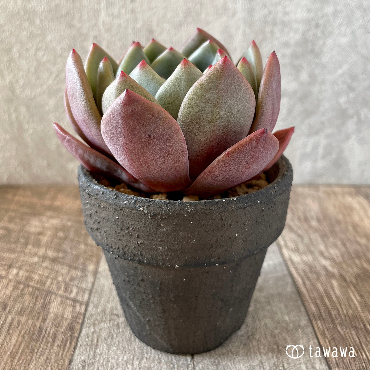 パープルシャンペーン