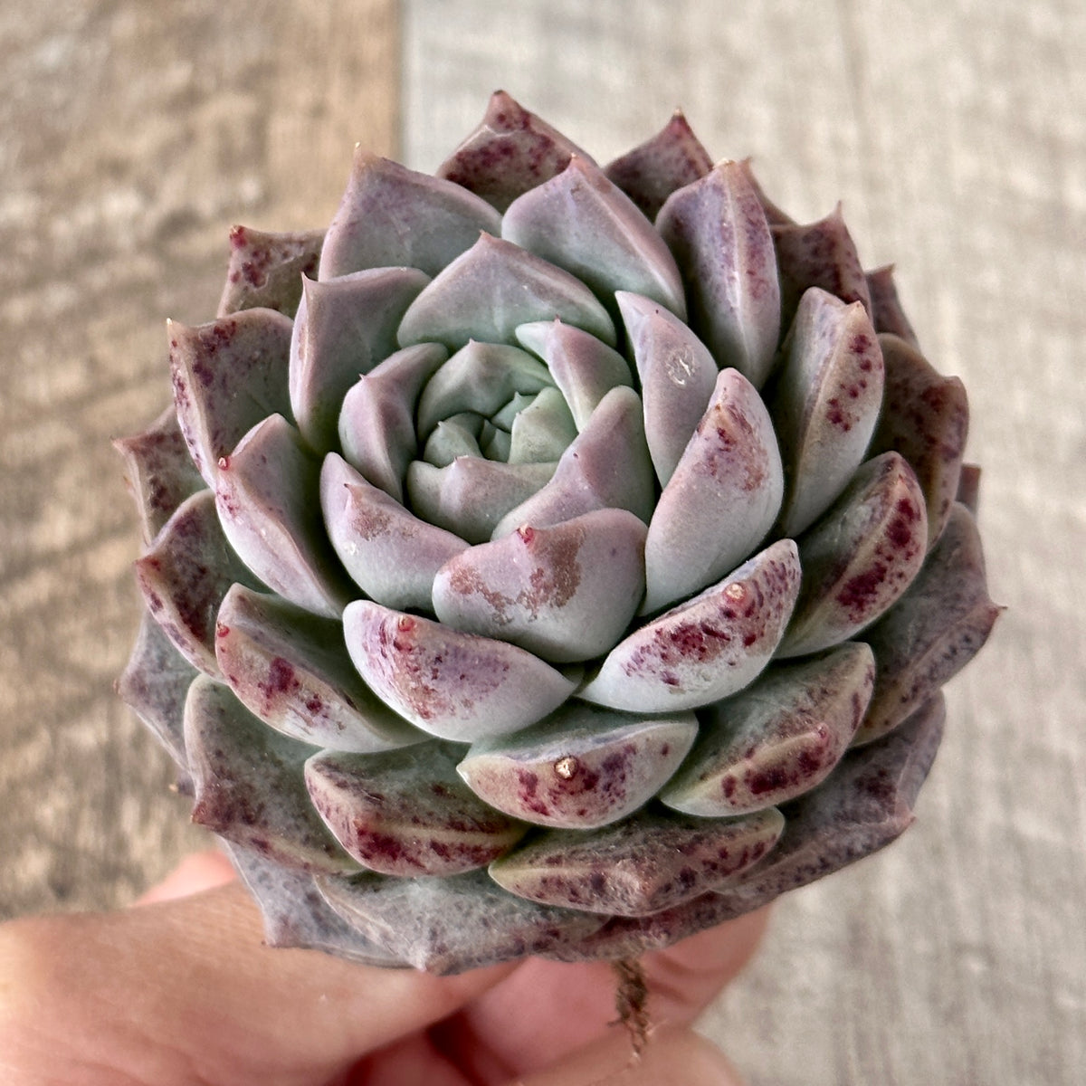 New Arrivals: Ice Green