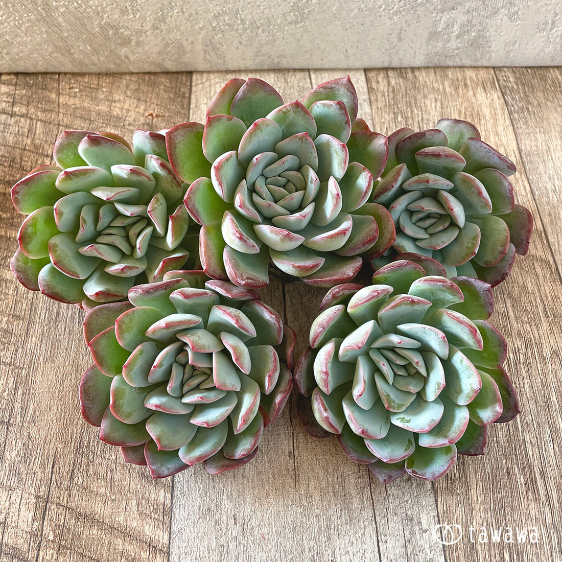 New Arrivals: Ice Green