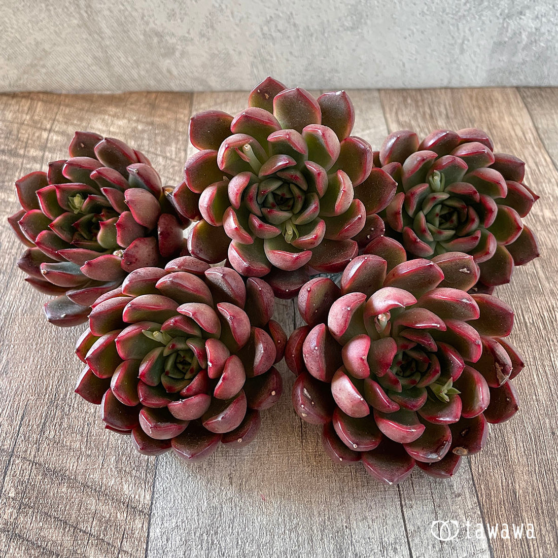 New Arrivals: Ice Green