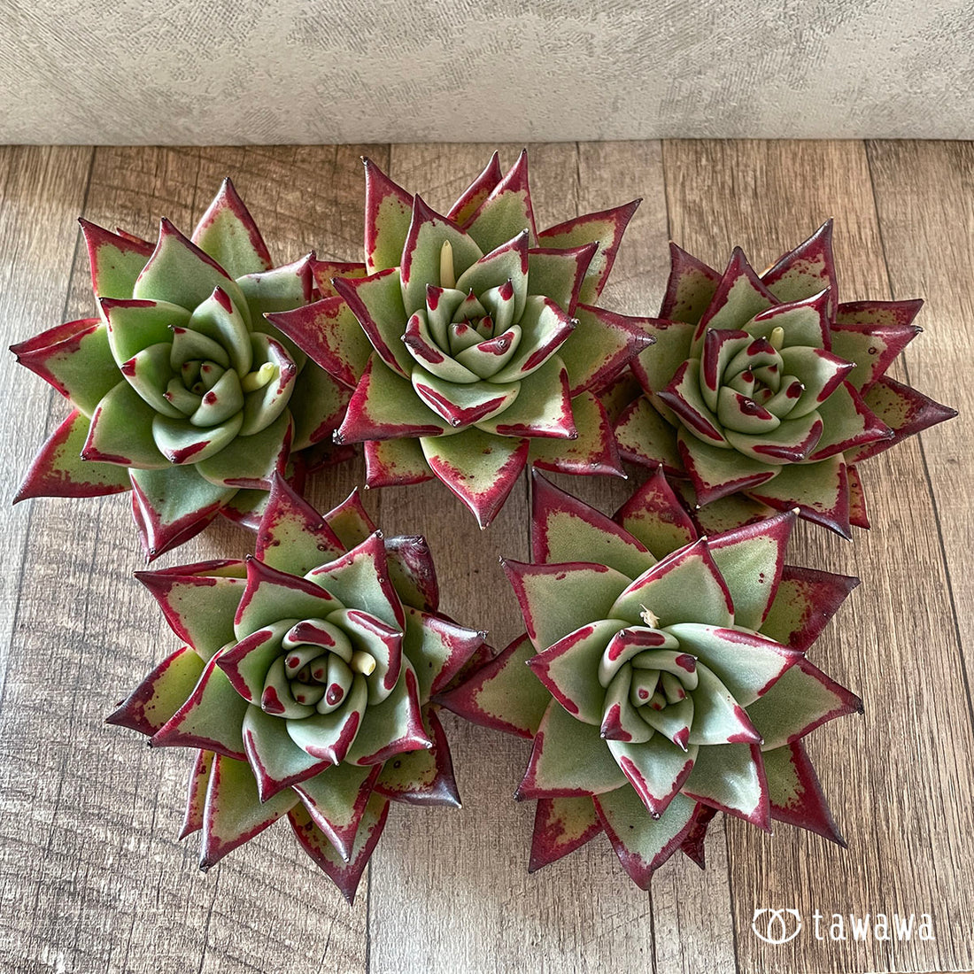 New Arrivals: Ice Green