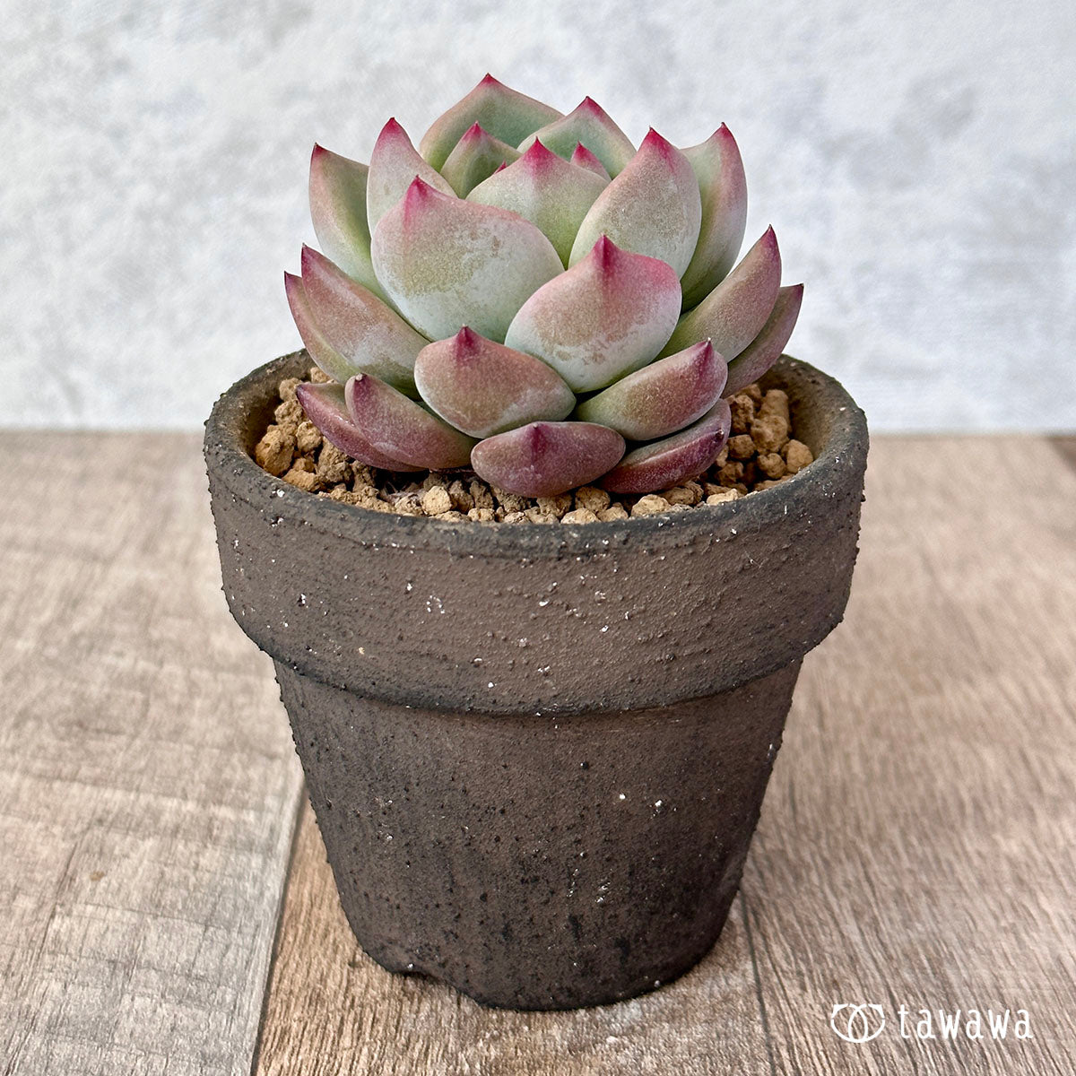 New Arrival* Cubic Frost