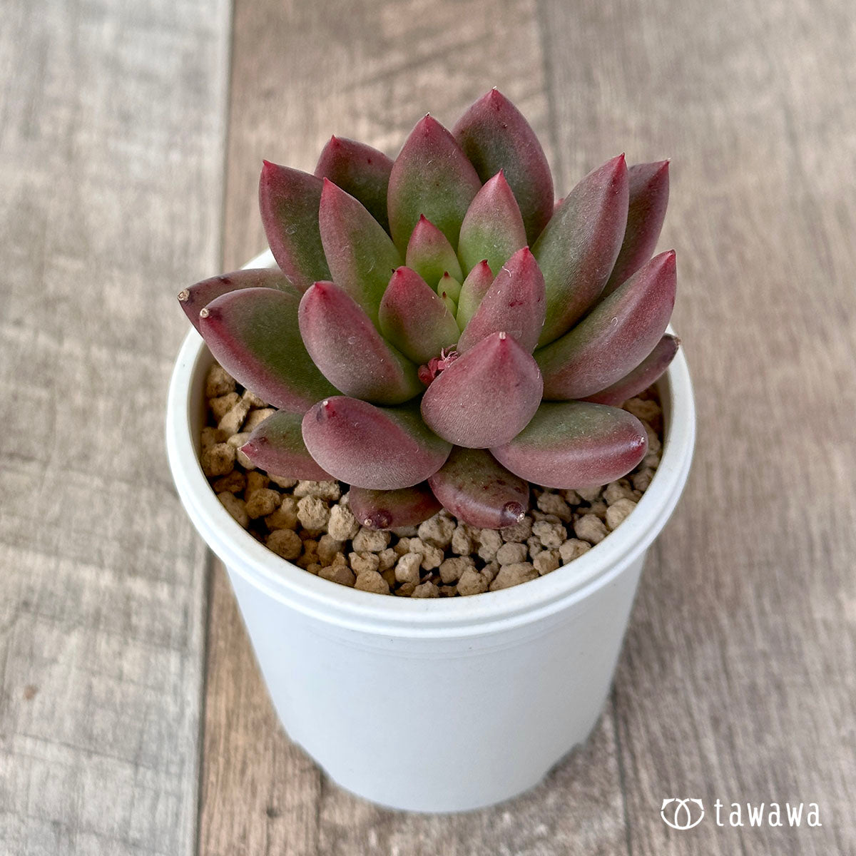 New Arrival* Cubic Frost