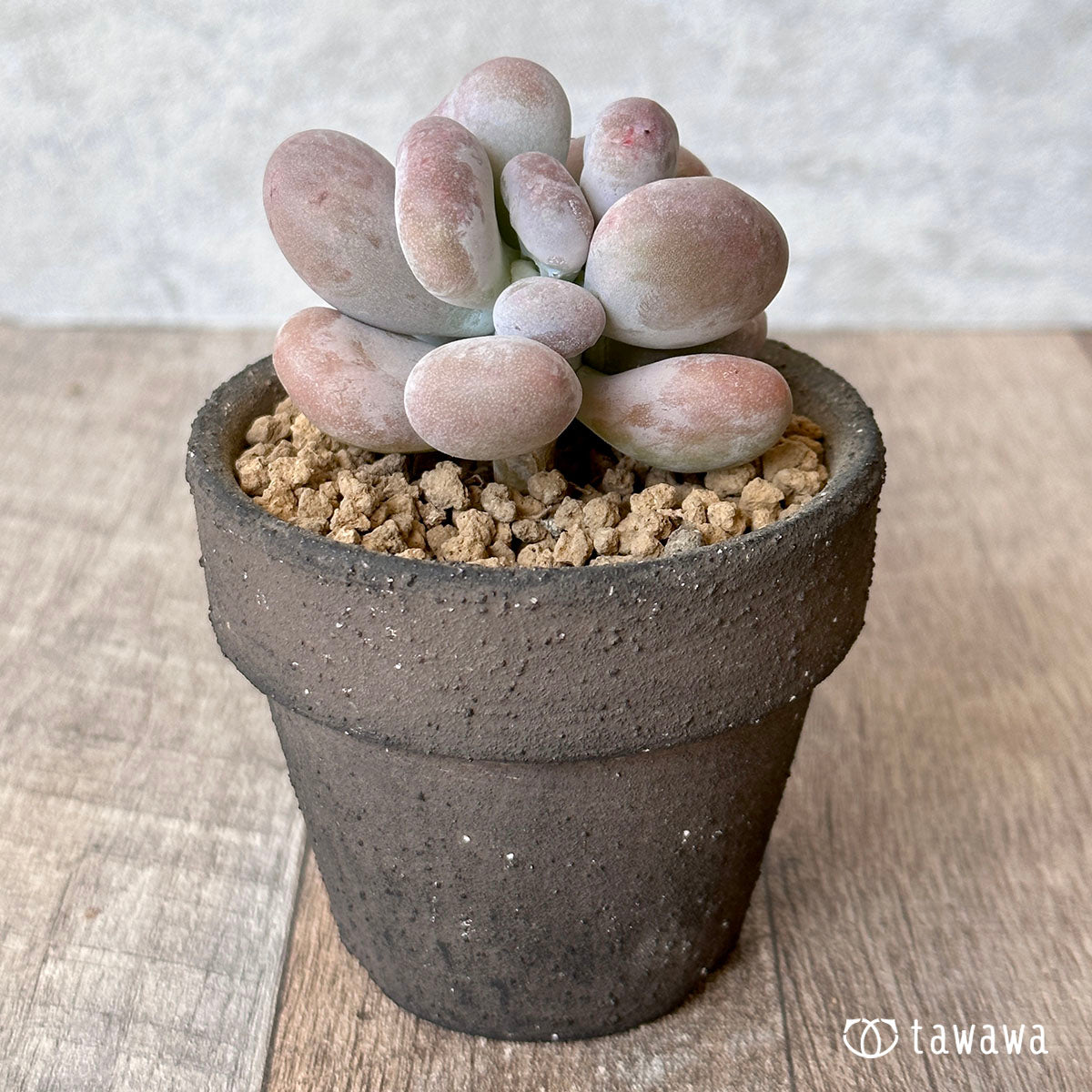 New Arrival* Cubic Frost