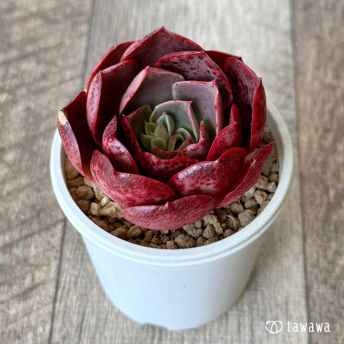 New Arrival* Cubic Frost