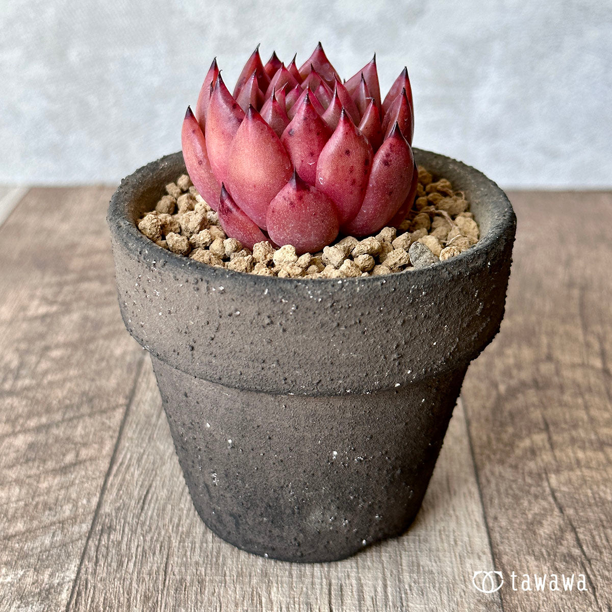 New Arrival* Cubic Frost