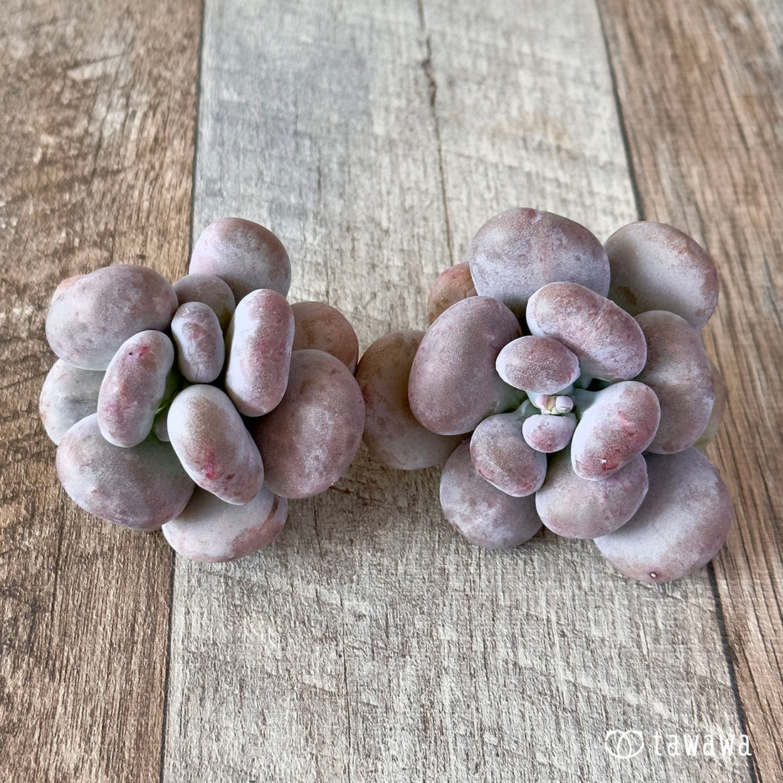 New Arrival* Cubic Frost