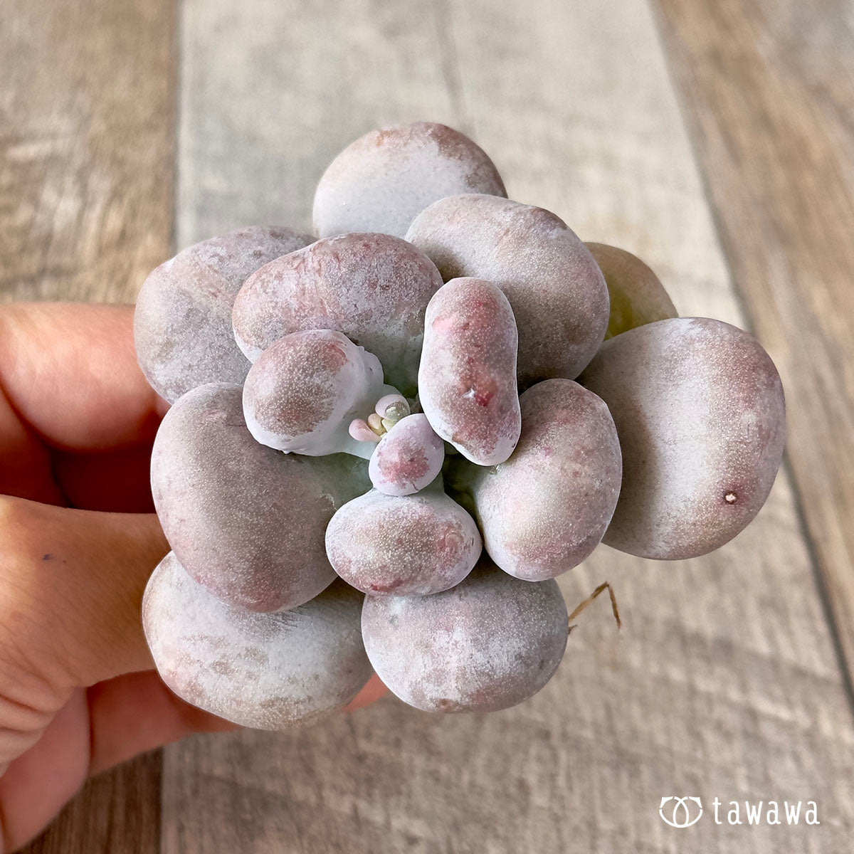 New Arrival* Cubic Frost
