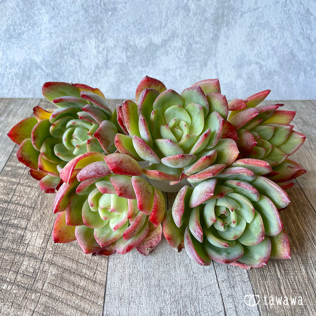New Arrival* Cubic Frost