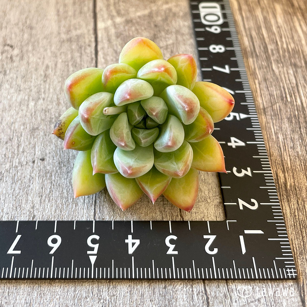 パンダ　
