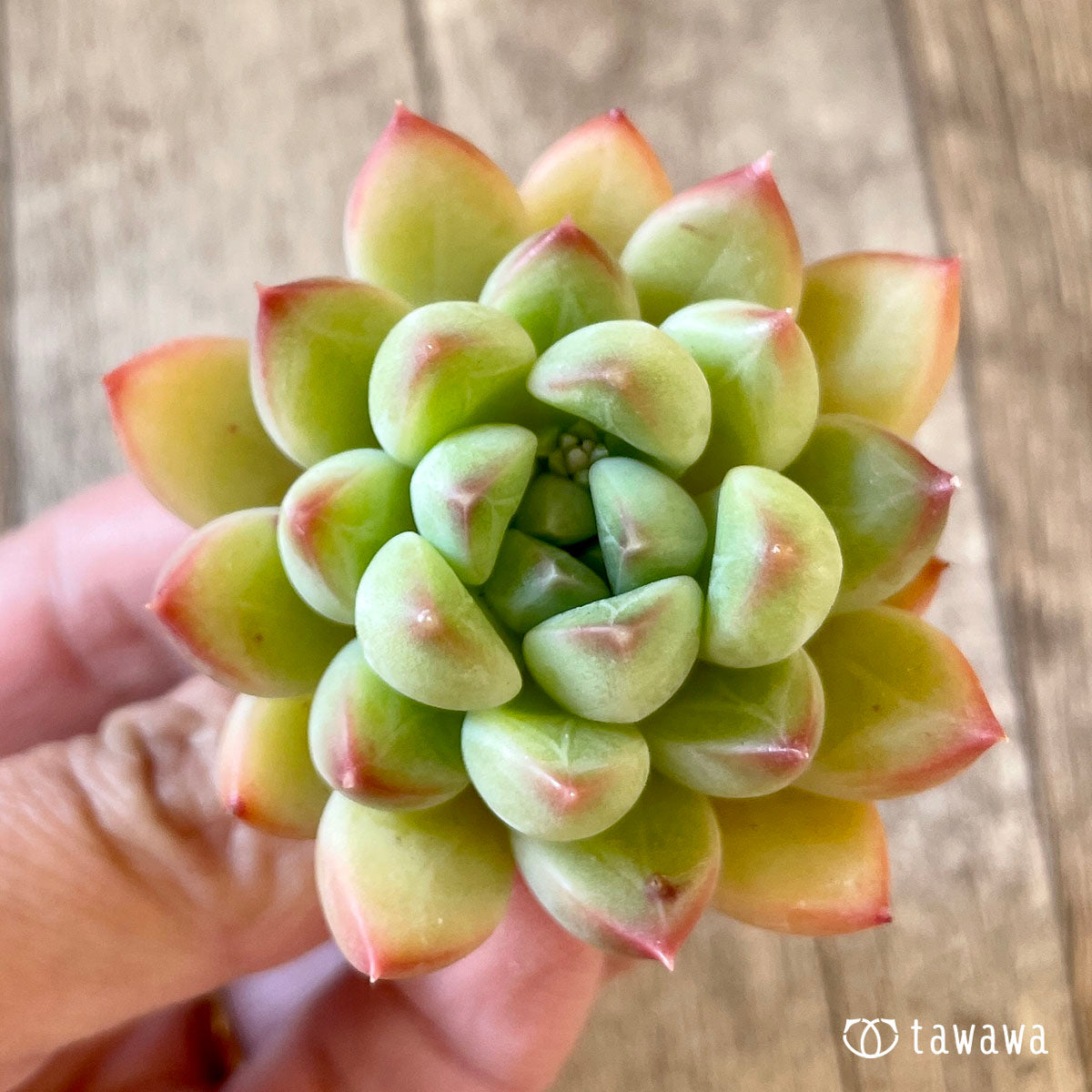 お気に入り】 パンダ様♡ご確認用ページ♡多肉植物 植物/観葉植物 ...