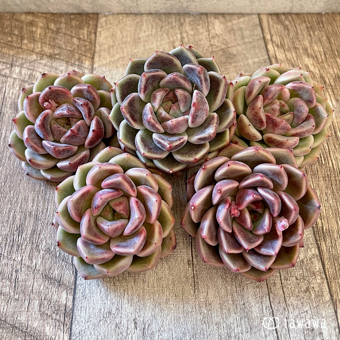 New Arrival* Cubic Frost