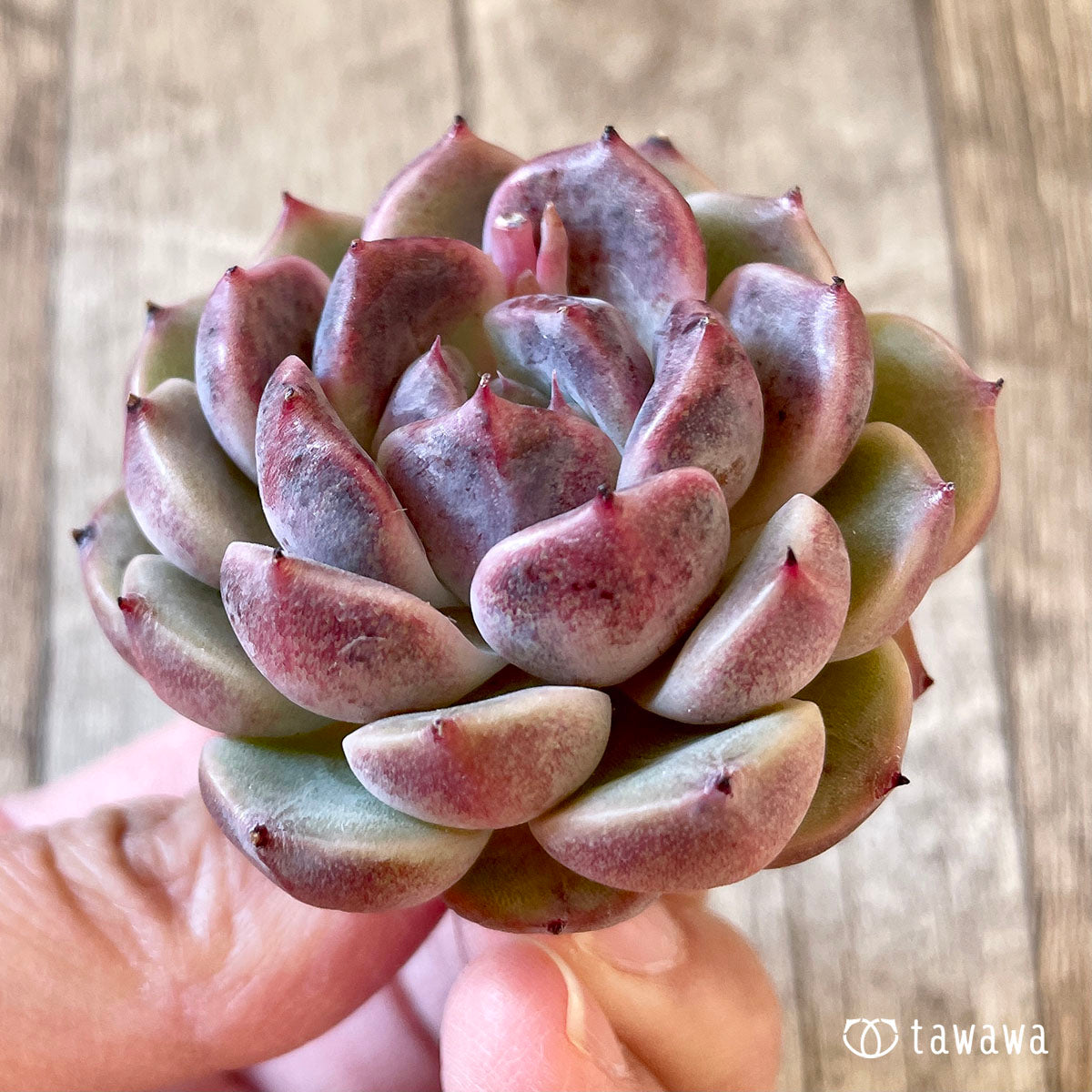 New Arrival* Cubic Frost