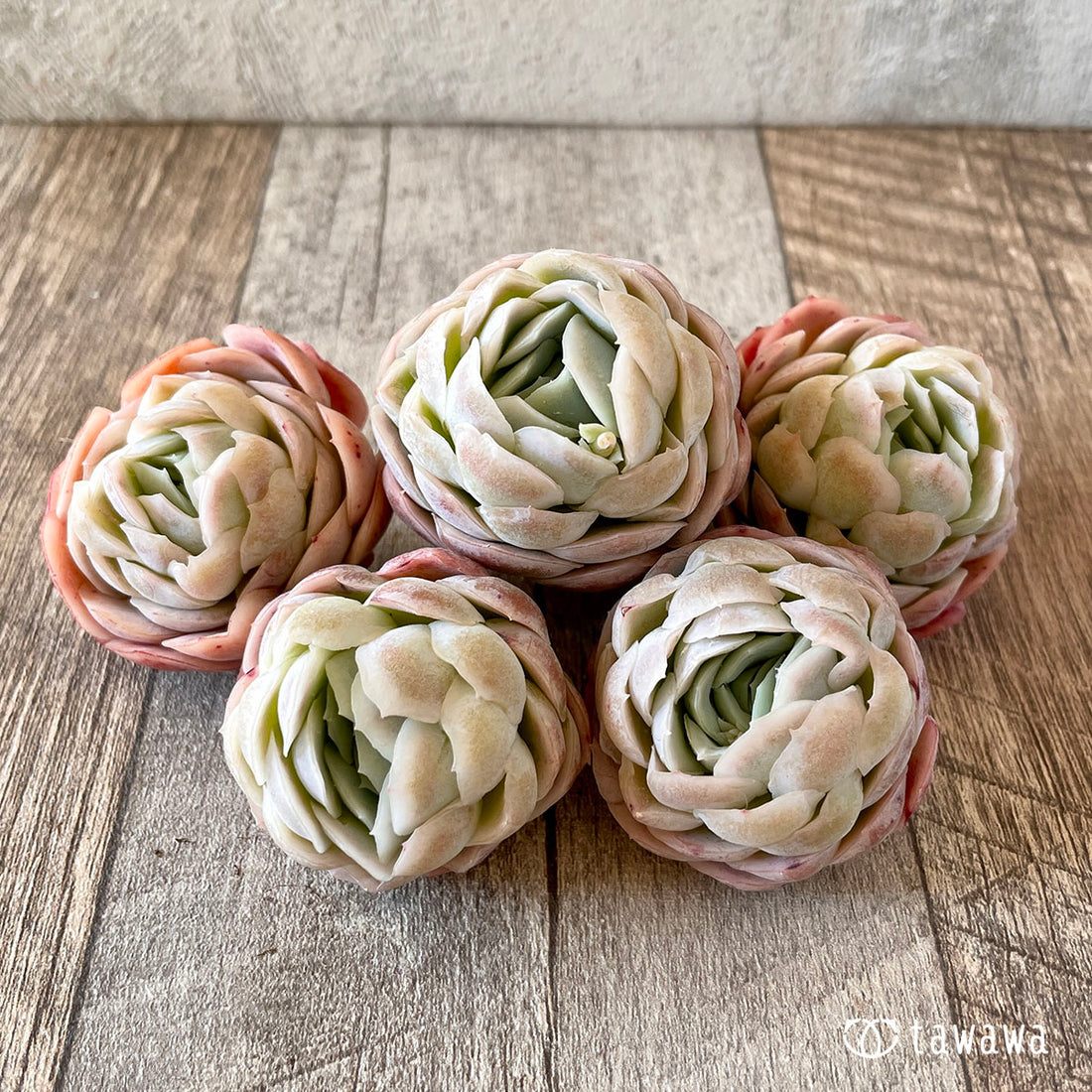 Twin Berry Twin Berry