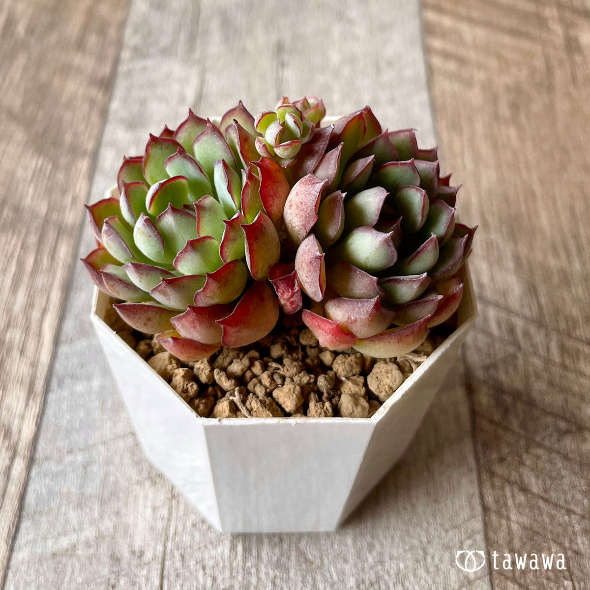 多肉植物 【新品種】❁︎ピンクローズ錦 - 植物/観葉植物