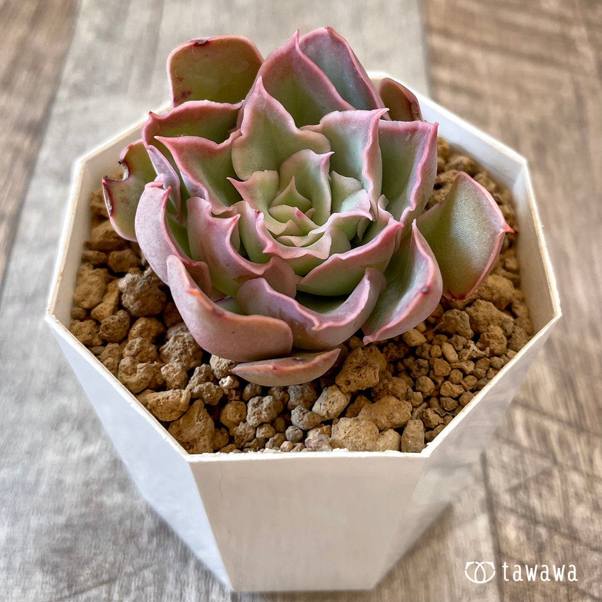 New Arrival* Cubic Frost