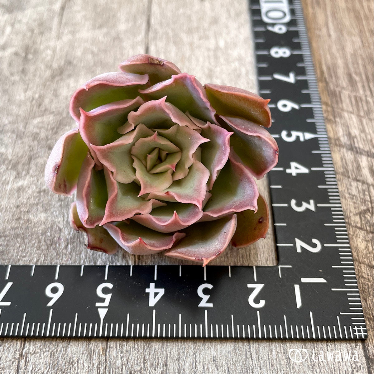 New Arrival* Cubic Frost