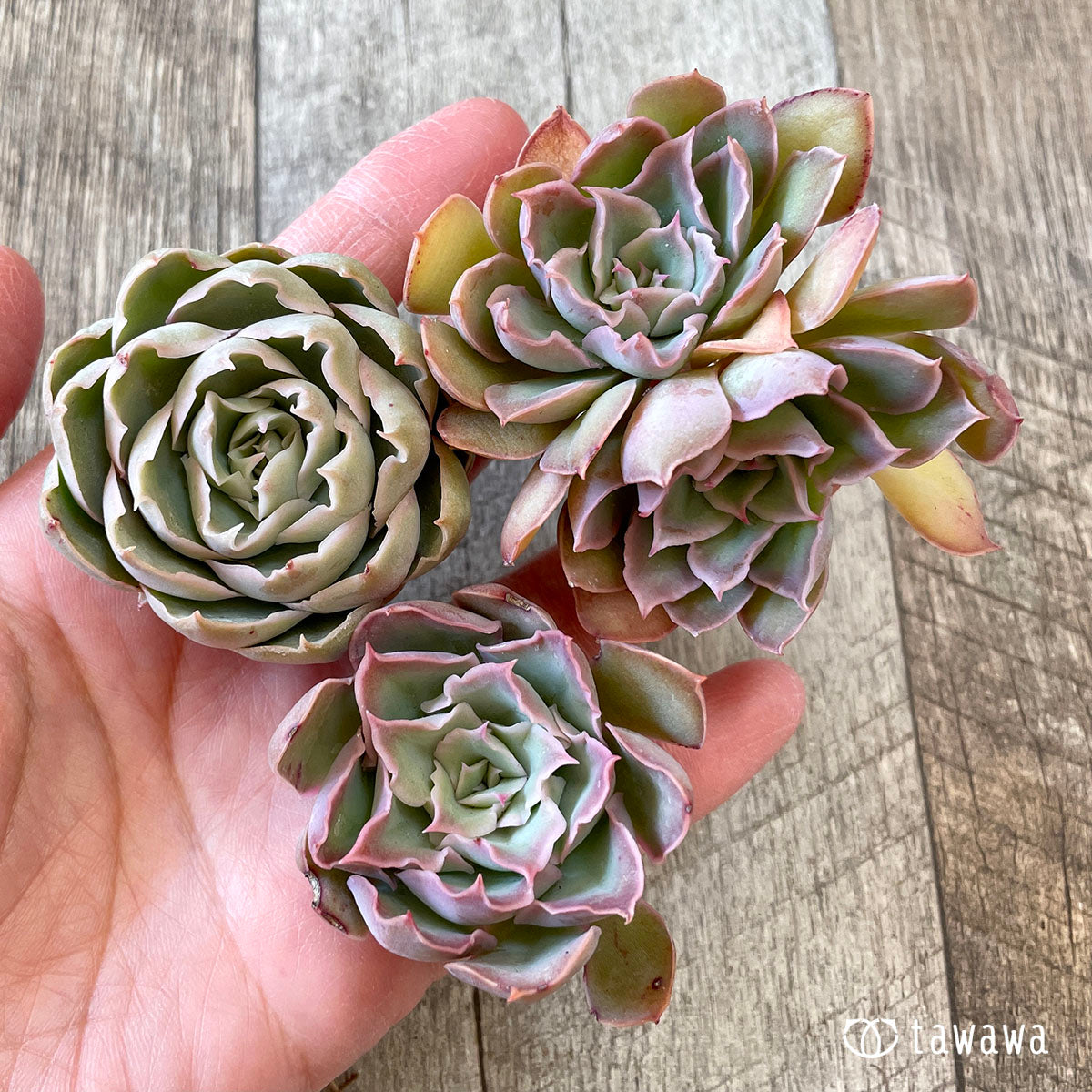 New Arrival* Cubic Frost