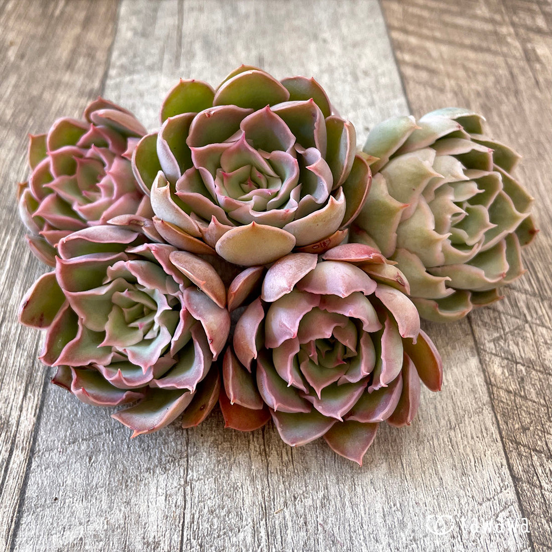 New Arrival* Cubic Frost