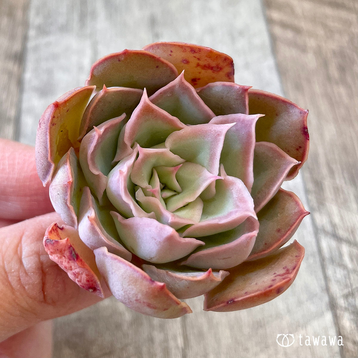 New Arrival* Cubic Frost