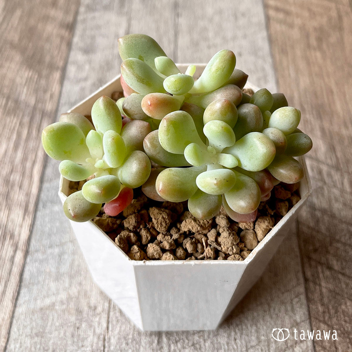 로코코★