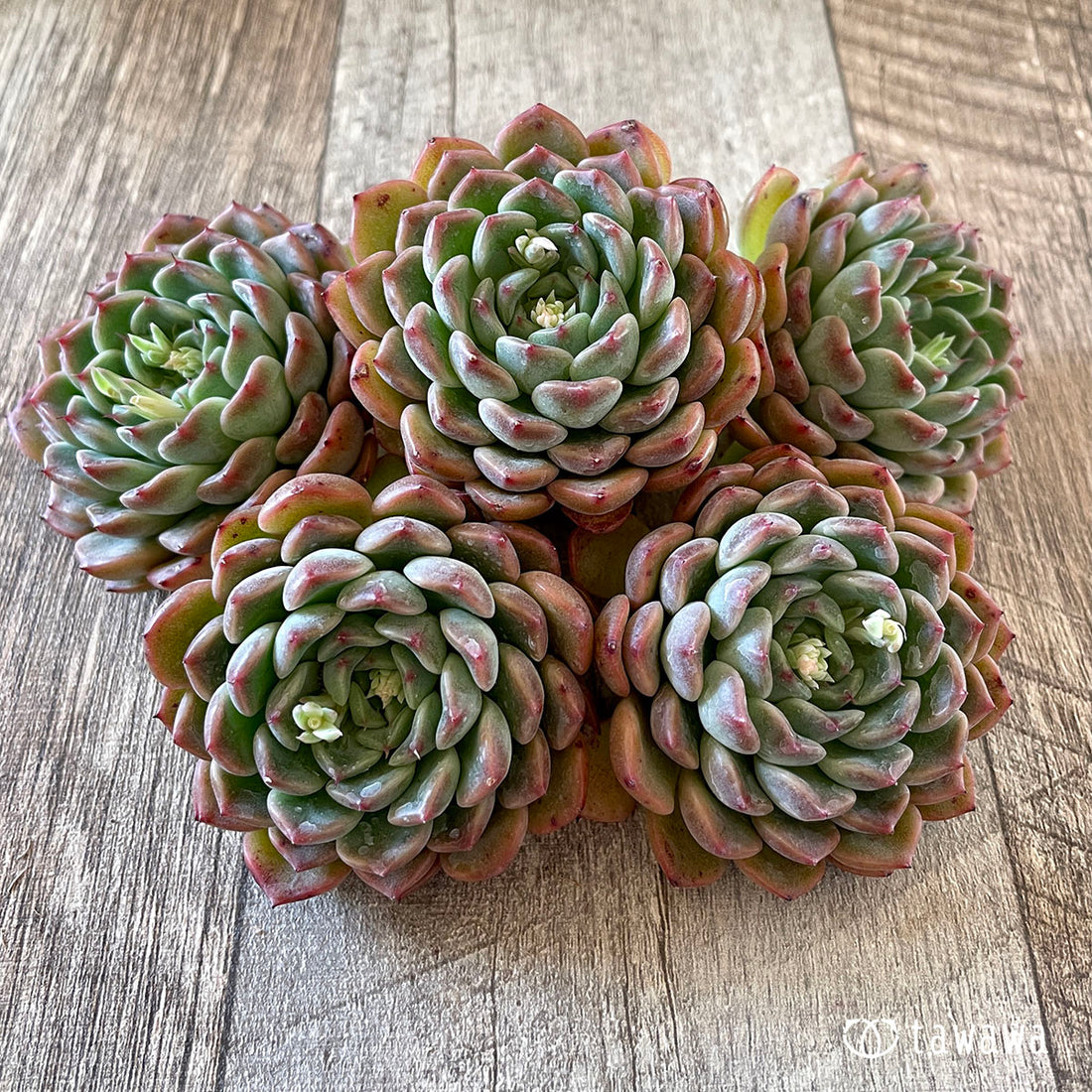 New Arrival* Cubic Frost