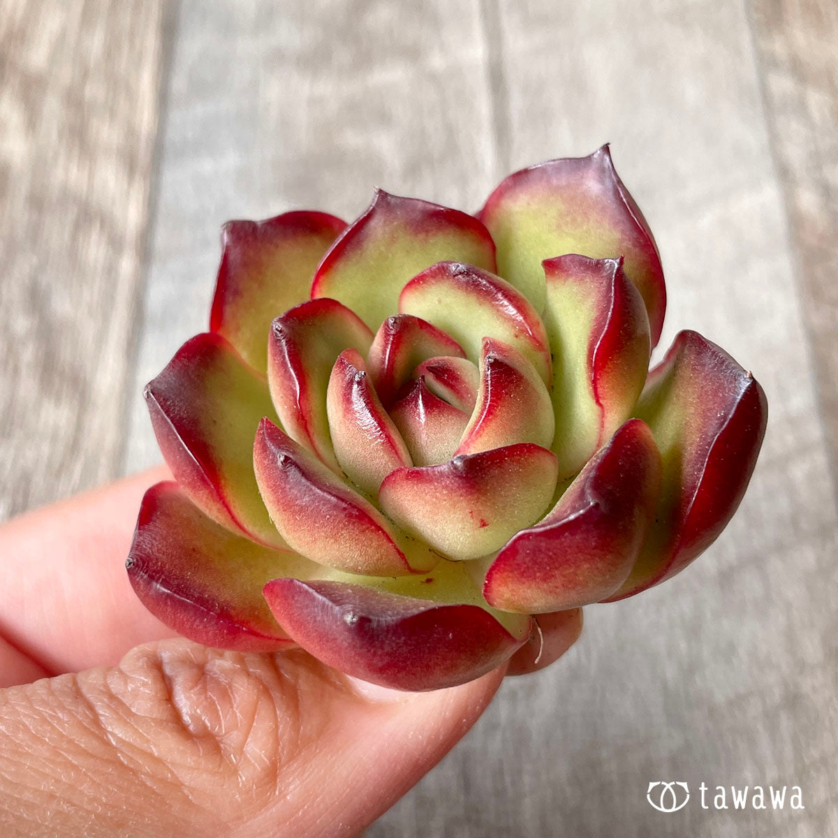 レッドエッジシャドウ★