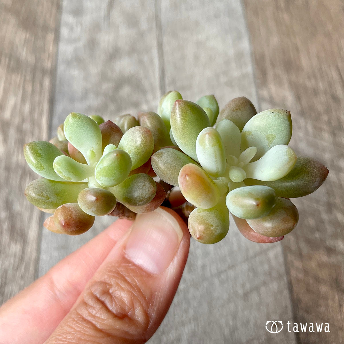 로코코★