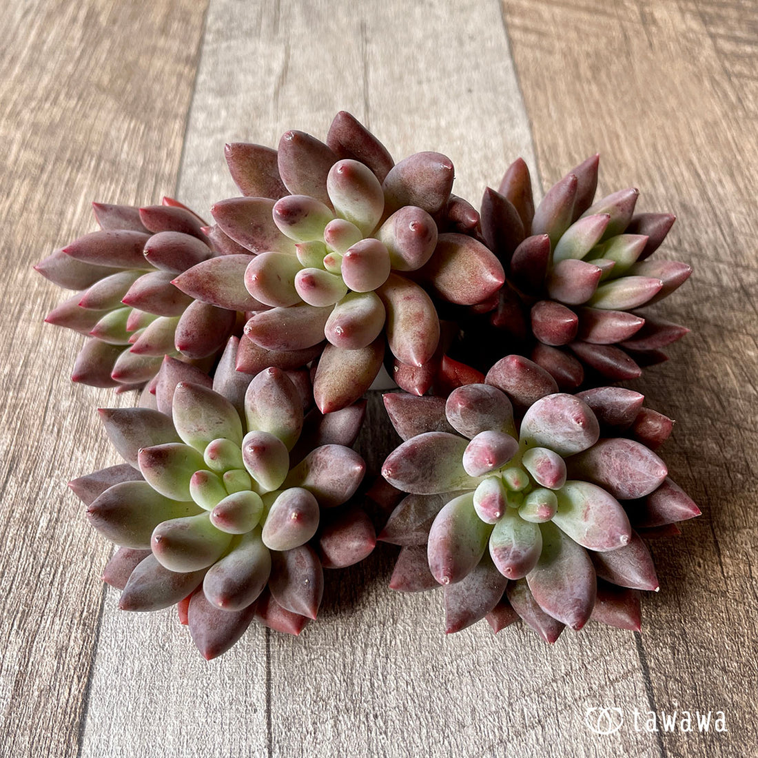 New Arrivals: Ice Green