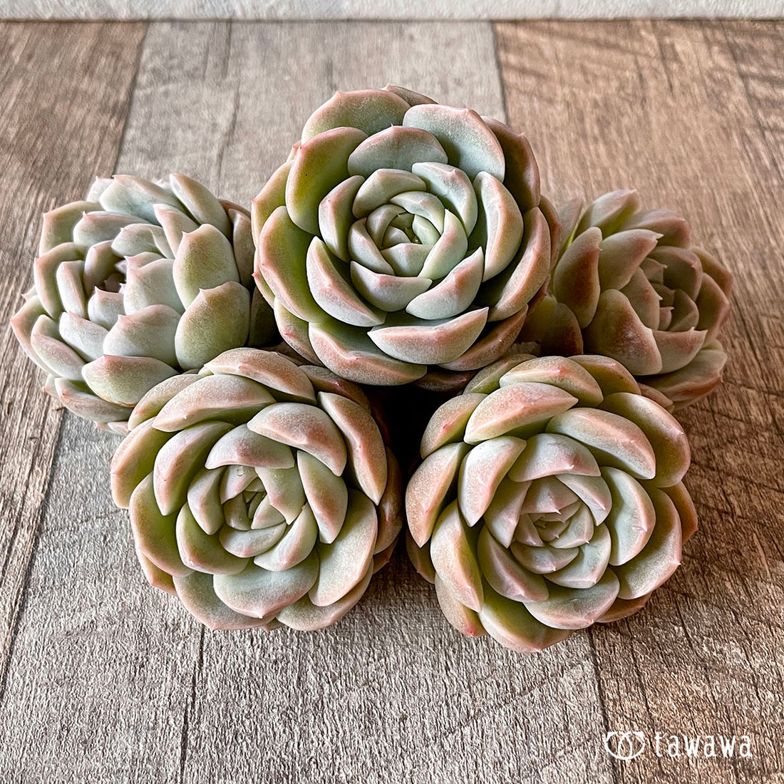 New Arrival* Cubic Frost