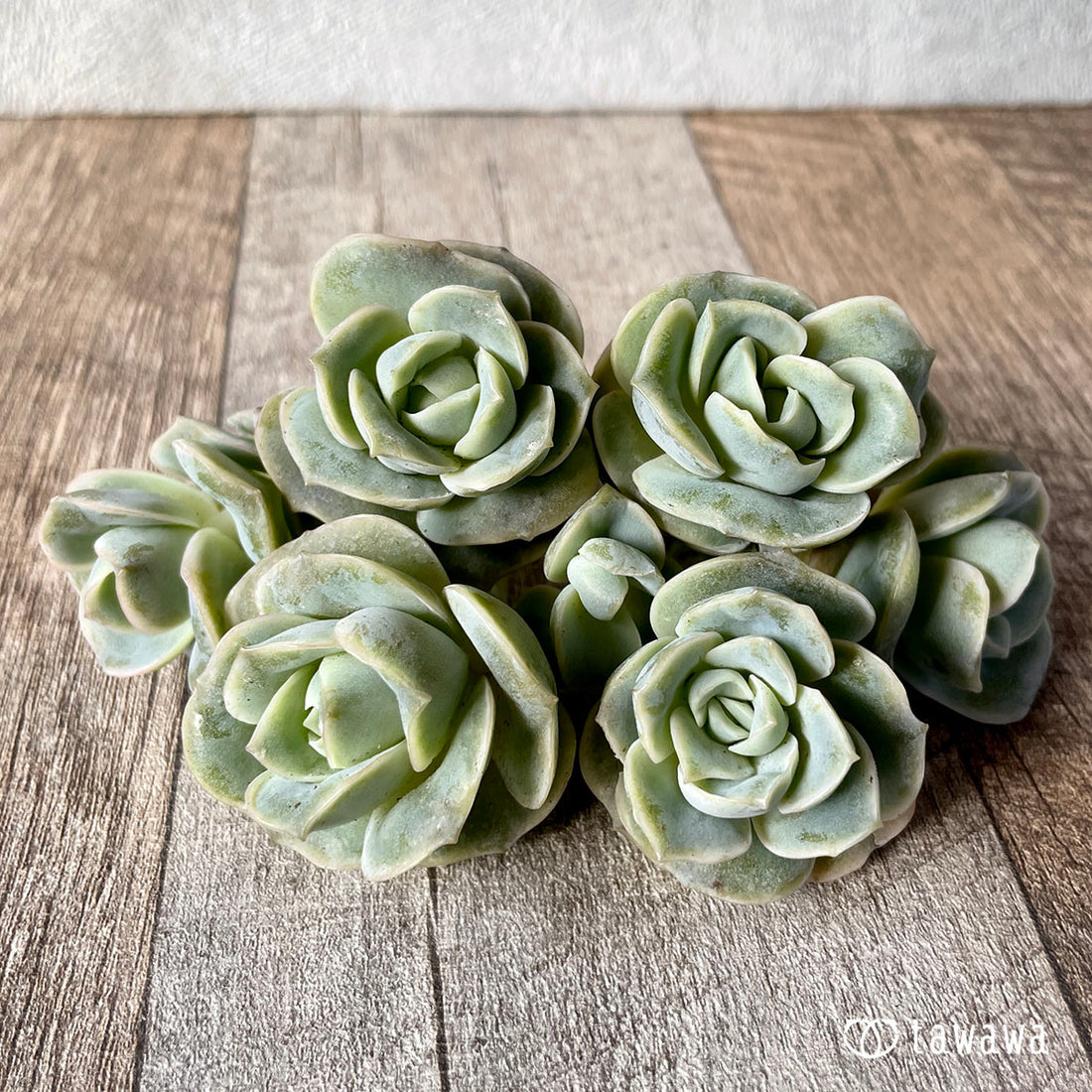 Lovely Rose Lovely Rose