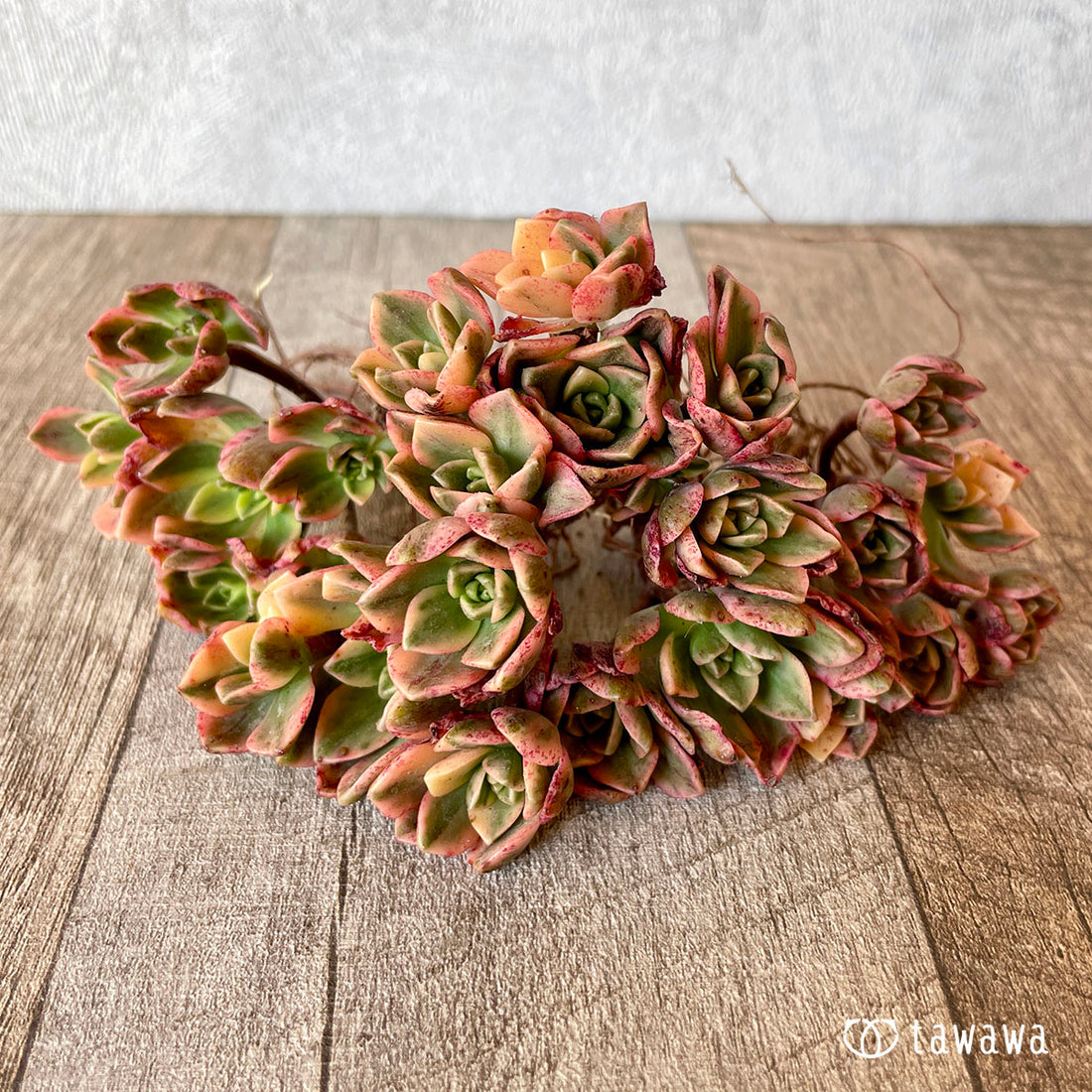 New Arrivals: Ice Green