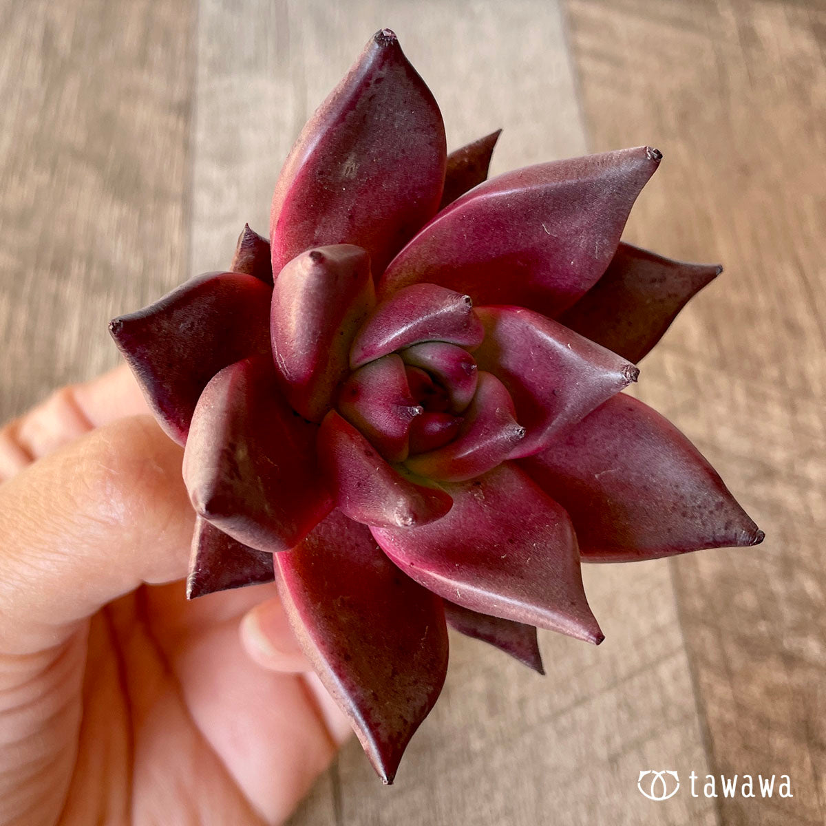 Romeo (Red Ebony)