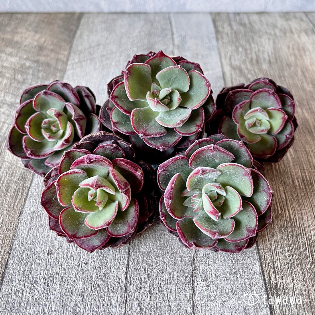 New Arrival* Cubic Frost
