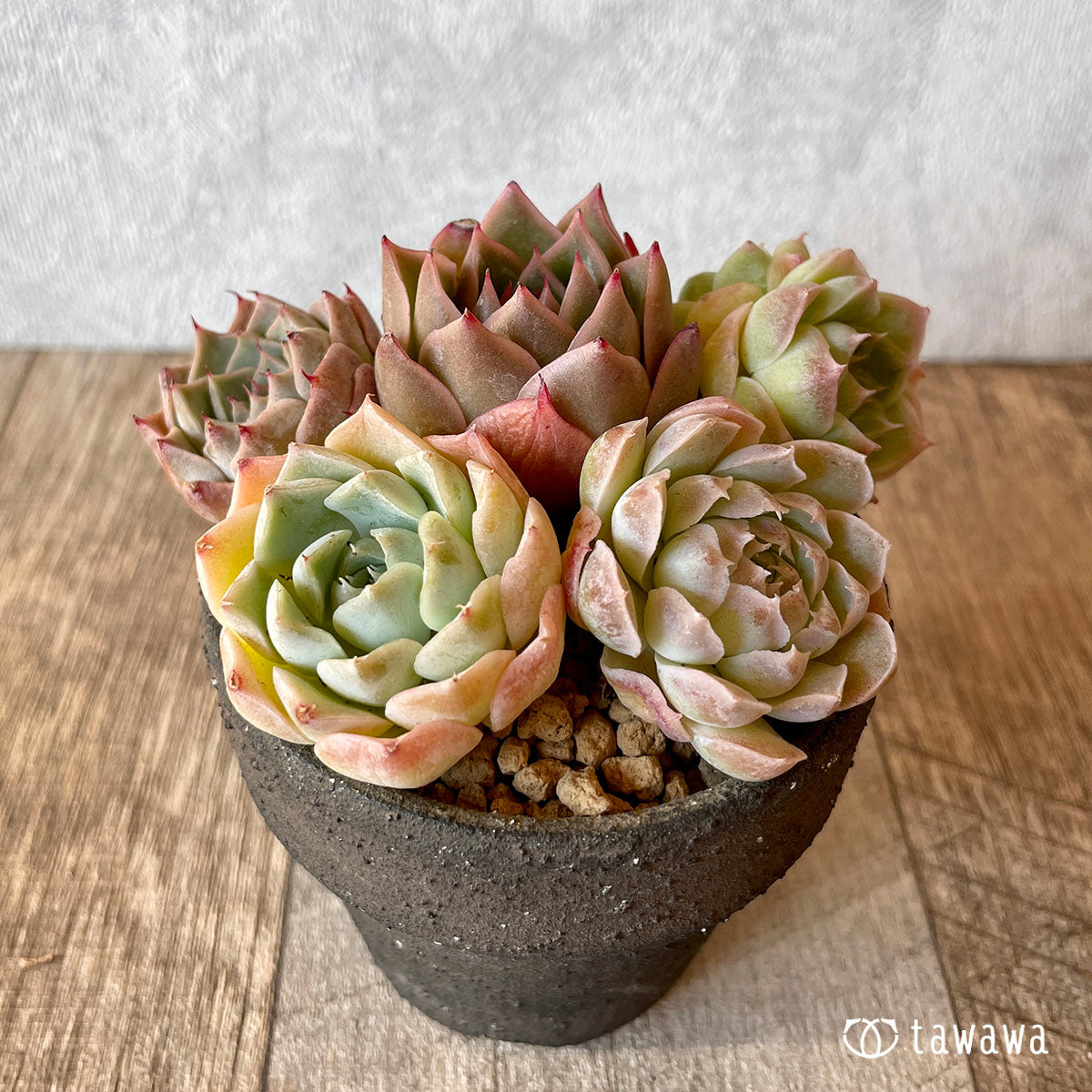 [Pull-out Seedling] Omakase Echeveria 5 Seedling Set