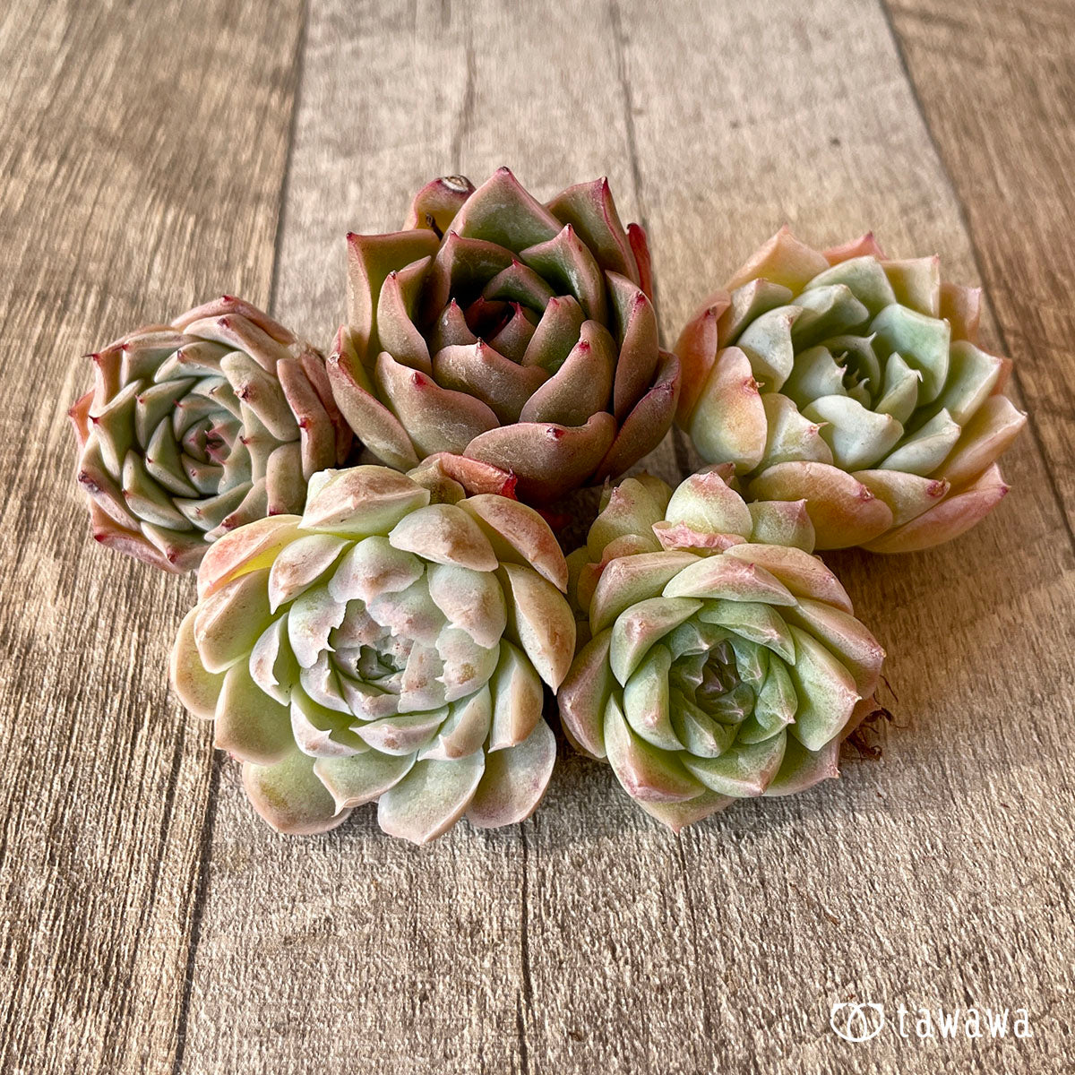 [Pull-out Seedling] Omakase Echeveria 5 Seedling Set
