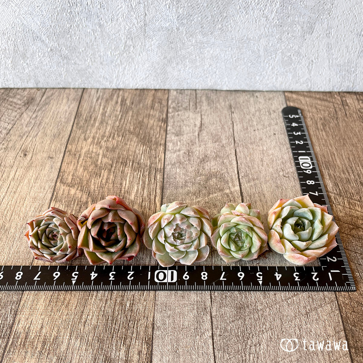 [Pull-out Seedling] Omakase Echeveria 5 Seedling Set