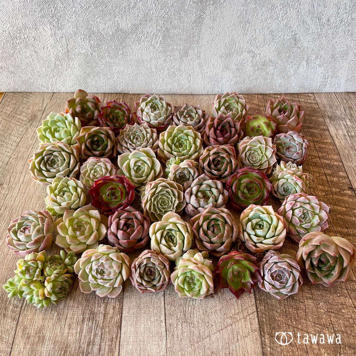[Pull-out Seedling] Omakase Echeveria 5 Seedling Set
