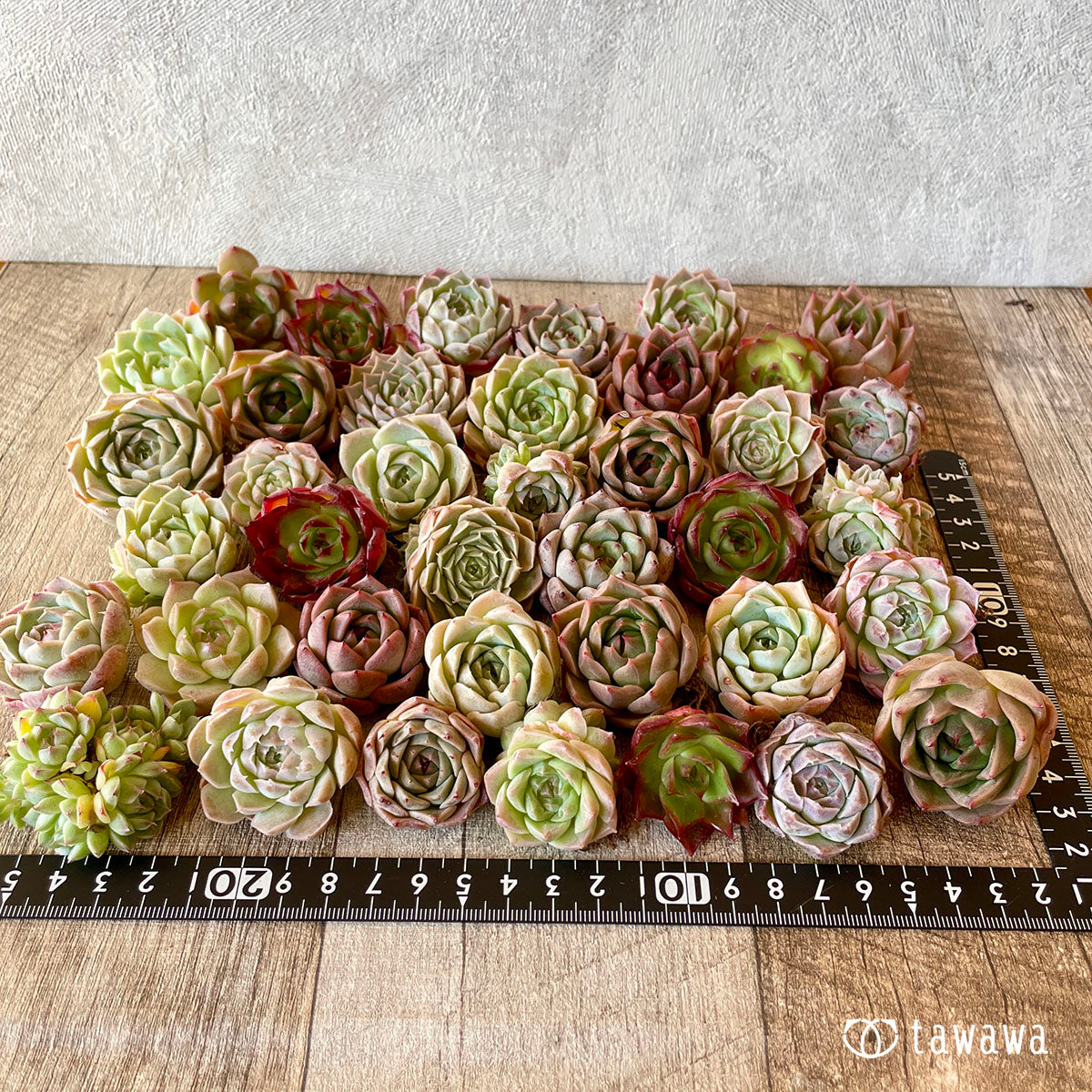 [Pull-out Seedling] Omakase Echeveria 5 Seedling Set