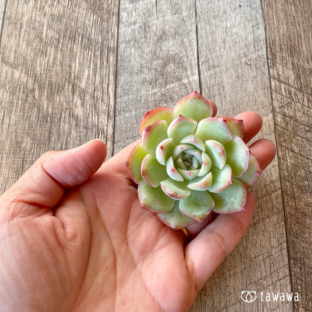 [Pull-out Seedling] Omakase Echeveria 5 Seedling Set