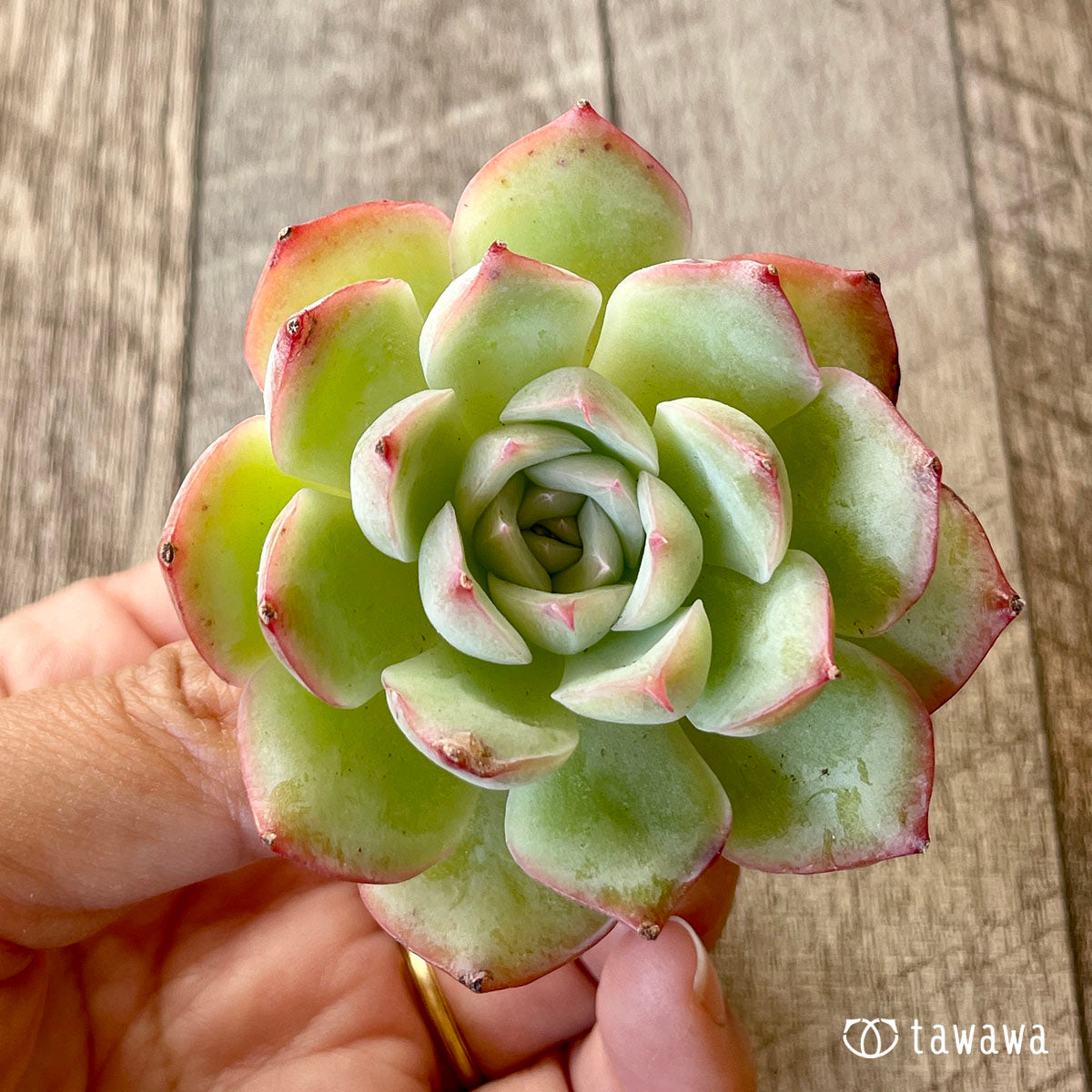 [Pull-out Seedling] Omakase Echeveria 5 Seedling Set