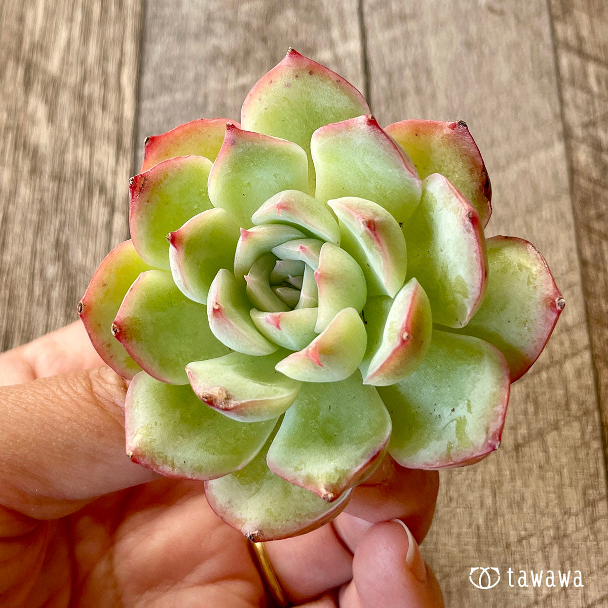 [Pull-out Seedling] Omakase Echeveria 5 Seedling Set