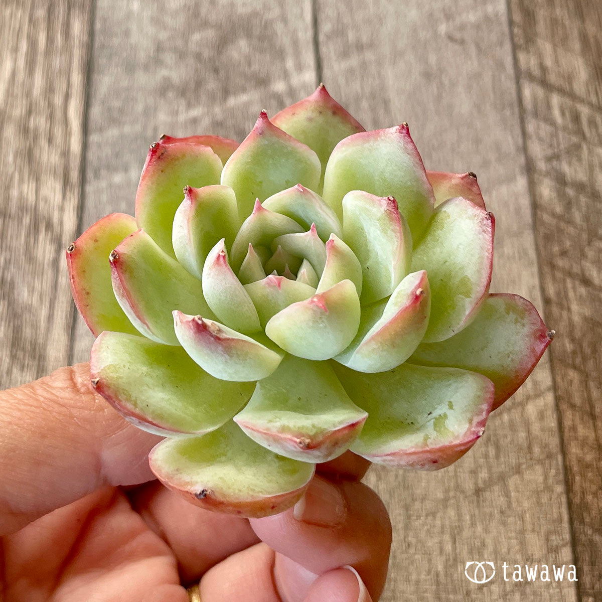 [Pull-out Seedling] Omakase Echeveria 5 Seedling Set